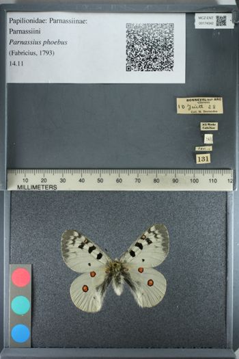 Media type: image;   Entomology 174342